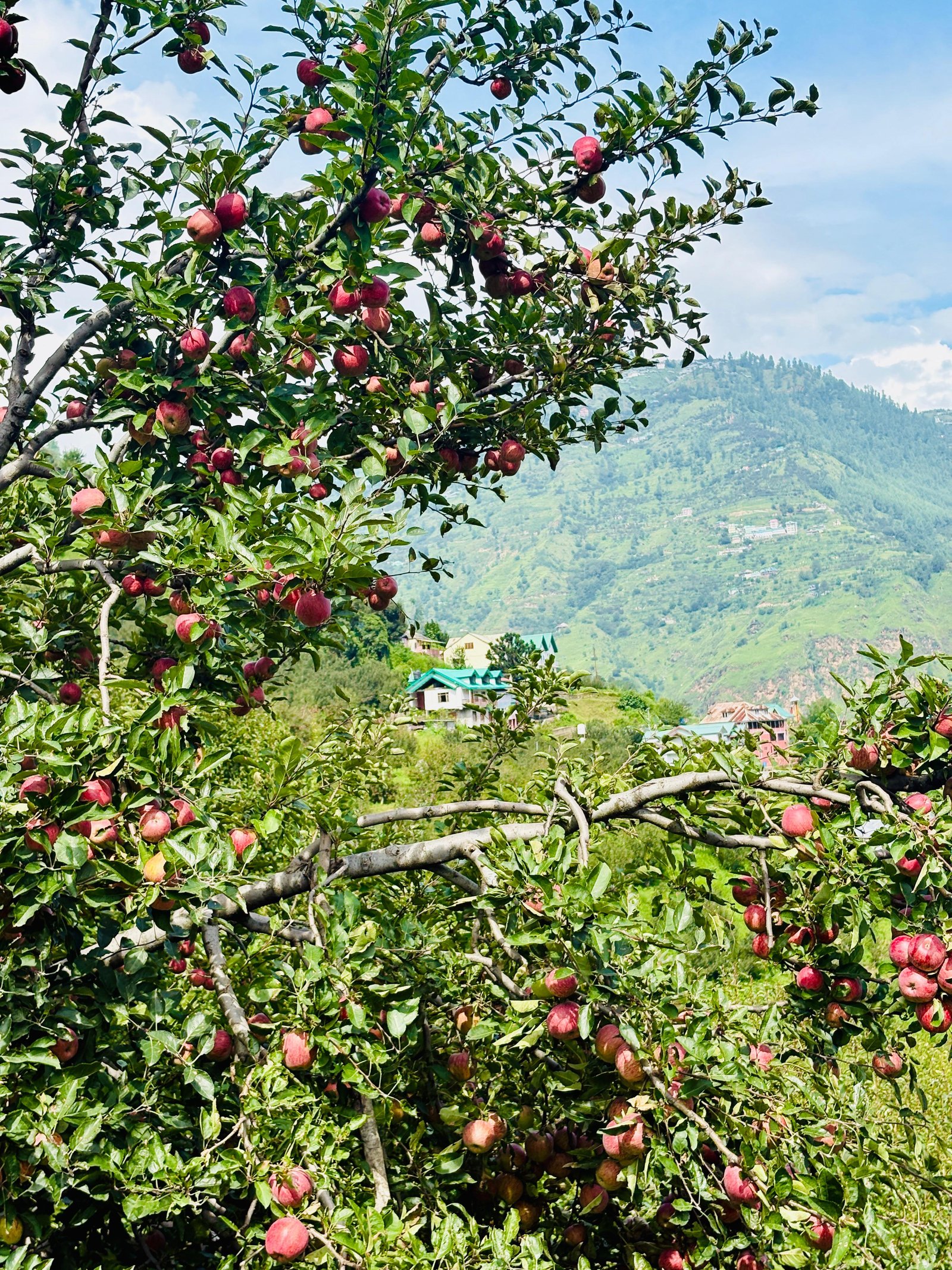 HillNest apple orchard in Upper Shimla with ripe red apples